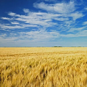 Canada, Manitoba, Myrtle. Crop field of two-row barley