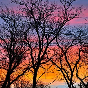 Canada, Manitoba. Trees at sunrise. Credit as: Mike Grandmaison / Jaynes Gallery / DanitaDelimont