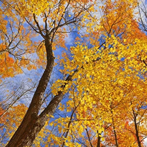 Canada, Ontario, Parry Sound. Sugar maple trees in autumn