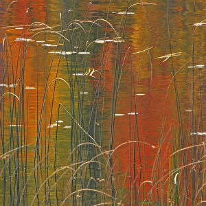 Canada, Ontario. Reeds on Bunny Lake. Credit as: Mike Grandmaison / Jaynes Gallery /