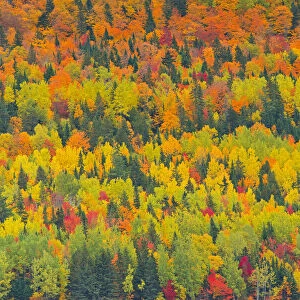 Canada, Quebec, Saint Pacome. Autumn forest colors in Notre Dame Mountains