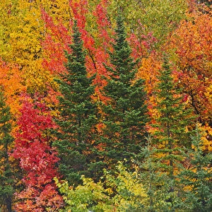 Canada, Quebec, Saint-Pacome. Mixedwood forest in autumn