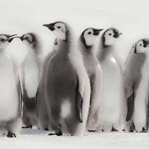 Penguins Collection: Little Penguin