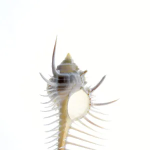 Mollusks Collection: Murex