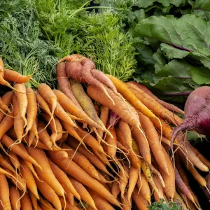 Carrots and beets, USA