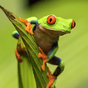 Central America, Costa Rica. Red-eyed tree frog close-up