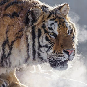 China, Harbin, Siberian Tiger Park. Siberian tiger portrait