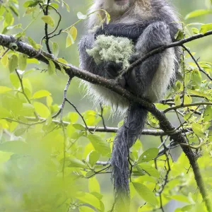 China, Yunnan Province, Yun-Ling Mountains, Tacheng, black snub-nosed monkey, (Rhinopithecus belti)