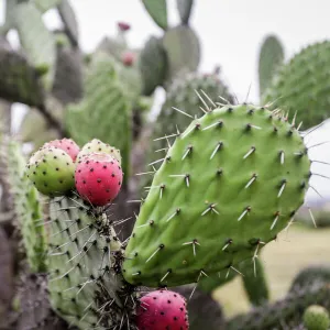 Close up of a prickly pear cactus paddle, Pozos, Mexico