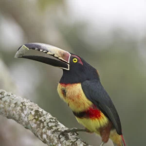 Collard aracari (Pteroglossus torquatus), Cayo district, Belize