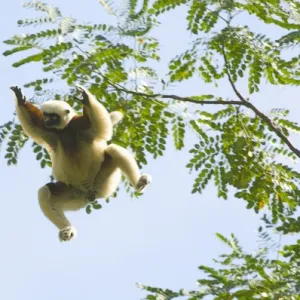 Coquerels Sifaka jumping, (Propithecus coquereli), wild, Ampijoroa Forest, Madagascar