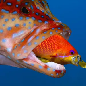 Coral Grouper (Cephalopholis Miniata), Anthias (Pseudanthias squamipinnis), Golden Sweeper