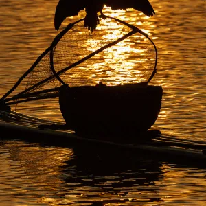 Cormorant on net, Li River, near Xingping, China