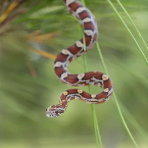 Snakes Mounted Art Print Collection: Chicken Snake
