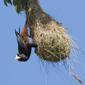 Crested oropendola hanging on side of nest