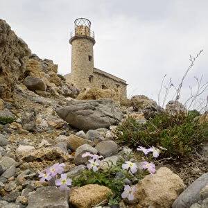Crete. Greece. Europe. Derelict lighthouse above blooming phlox at Cape Agios Ioannis