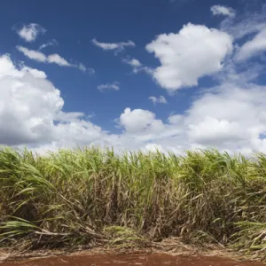 Cuba, Matanzas Province, Jaguey Grande, sugar cane field