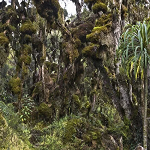Dense Rain forest of Giant Heather trees with lichen and mosses and Giant lobelias
