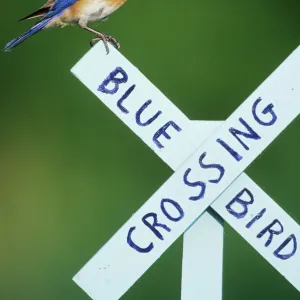 Eastern Bluebird (Sialia sialis) male on Bluebird Crossing sign, Marion Co. IL