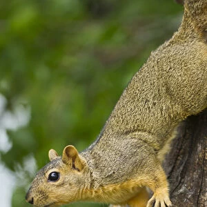 Eastern Fox Squirrel (Sciurus niger) on tree trunk