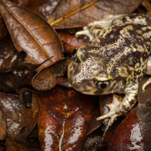 Eastern Spadefoot Toad, Scaphiopus holbrookii, Central Florida