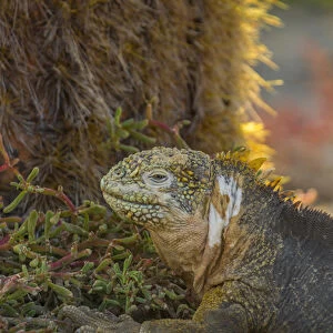 Lizards Gallery: Galapagos Land Iguana