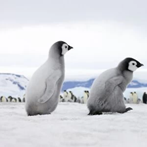 Emperor Penguin (Aptenodytes forsteri) chicks on ice, Snow Hill Island, Antarctica