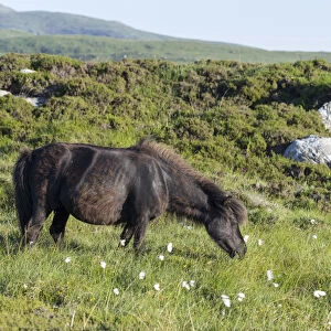 Horse Collection: Shetland