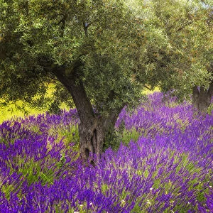 Europe, France, Provence, Luberon. Lavender and olive trees