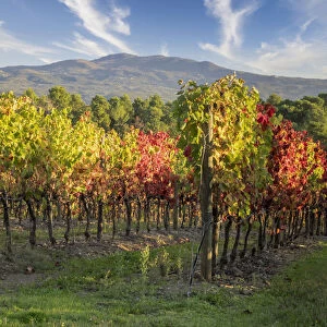 Europe, Italy, Chianti. Vineyard in autumn in the Chianti region of Tuscany