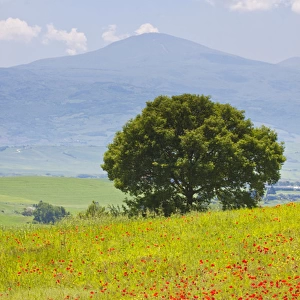 Europe; Italy; Tuscany; Poppy Field and Lone Tree