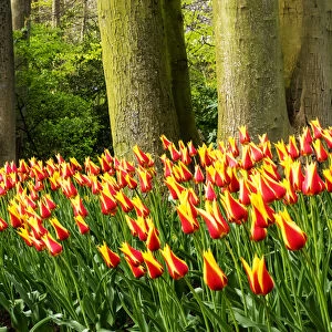 Europe; Netherlands; Lisse; Keukenhof Gardens; Keukenhof Gardens with Tulip Blooms Surounded