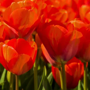 Europe; Netherlands; Nord Holland; Red Tulips in Mass