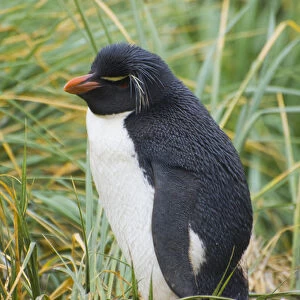 Falkland Islands. West Point Island. Southern rockhopper penguin (Eudyptes chrysocome)