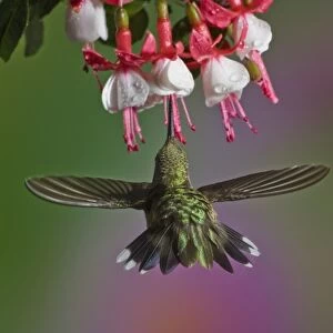 Female Ruby throated Hummingbird in flight