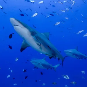 Oceania Collection: Fiji