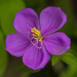 Fiji, Vanua Levu. Purple flower with yellow stamens