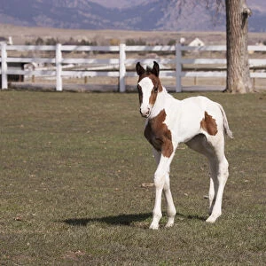 Filly white fence pasture pinto