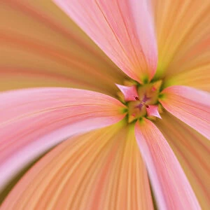 Flipped and mirrored Close-up of Dahlia flower, Dahlia spp. Rockport, Maine
