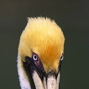 Florida, Sanibel Island. Male Brown Pelican in breeding plumage