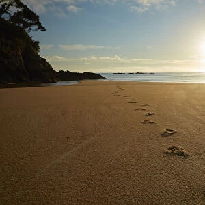 Footprints in the sand at sunrise, Mosquito Bay, Abel Tasman National Park, Nelson Region