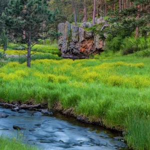 French Creek in the Black Hills of Custer State Park, South Dakota, USA