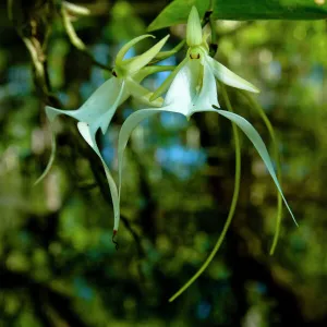 The Ghost Orchid, Dendrophylax lindenii, was made famous by Susan Orleans in her