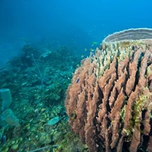 Giant Barrel Sponges (Xestopongia muta), Caribbean Scuba Diving, Roatan, Bay Islands