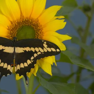 Giant Swallowtail Butterfly, Papilio cresphontes