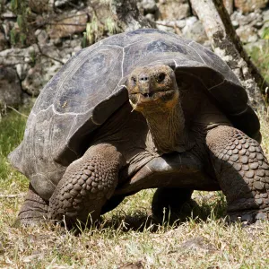 Giant Tortoise in highlands of Floreana Island, Galapagos Islands