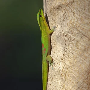 Lizards Collection: Gold-Dust Day Gecko