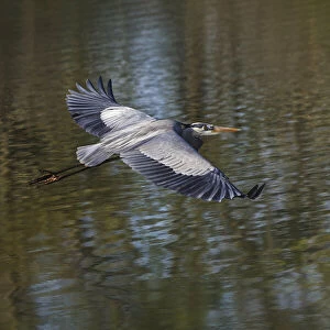 Great blue heron flying, Kentucky
