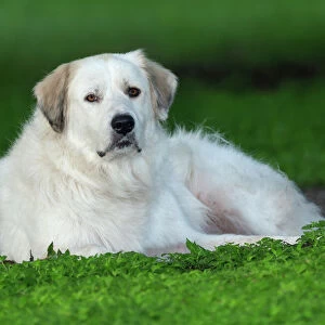 Pastoral Collection: Pyrenean Mountain Dog