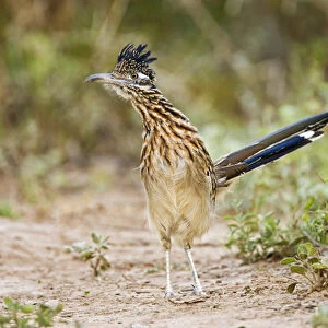 Greater Roadrunner (Geococcyx californianus) excited adult, foraging, south Texas